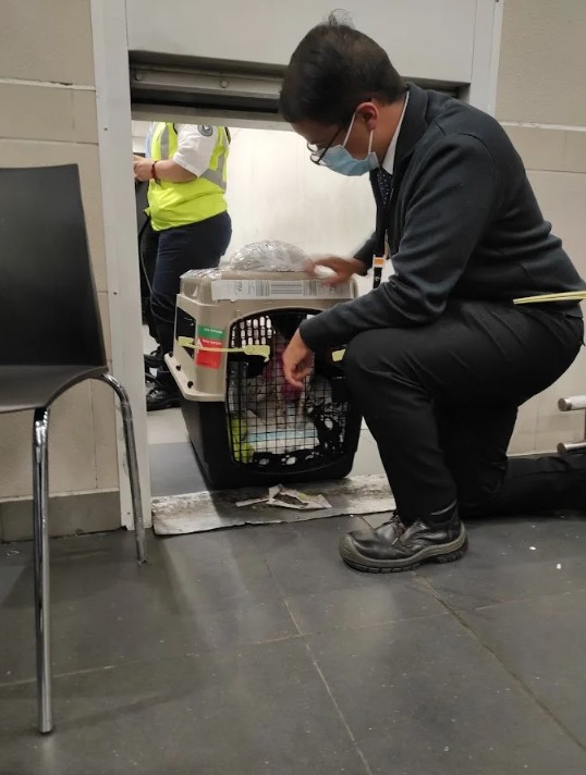 Preparación del guacal para viajar con mascotas en bodega